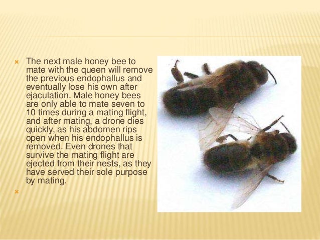 how ejaculation early control Mr. bee Allah 18.mechanics By Khan of Dad mating honey how ejaculation early control Mr. bee Allah 18.mechanics By Khan of Dad mating honey
