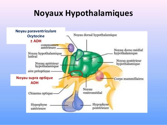 18-axe-hypothalamo-hypophysaire-physiologie-et-exploration