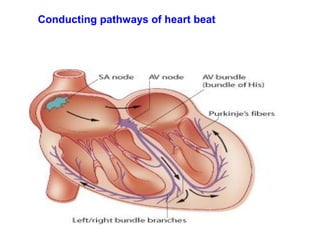 Conducting pathways of heart beat