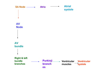 SA Node Atria Atrial
systole
AV
Node
AV
bundle
Right & left
bundle
branches
Purkinji
branch
es
Ventricular
muscles
Ventricular
systole