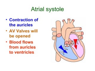 Atrial systole
• Contraction of
the auricles
• AV Valves will
be opened
• Blood flows
from auricles
to ventricles