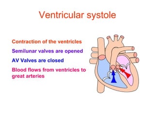 Ventricular systole
Contraction of the ventricles
Semilunar valves are opened
AV Valves are closed
Blood flows from ventricles to
great arteries