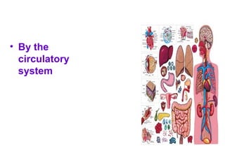 • By the
circulatory
system