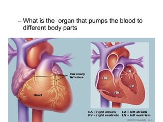 – What is the organ that pumps the blood to
different body parts