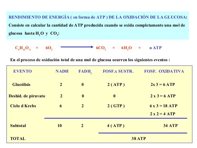 18. transporte de electrones y fosforilacion oxidativa