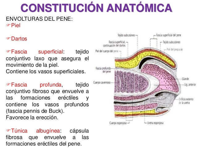 Aparato Genital Masculino