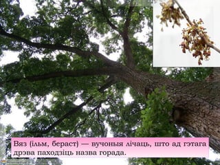 Вяз (ільм, бераст) — вучоныя лічаць, што ад гэтага
дрэва паходзіць назва горада.
 