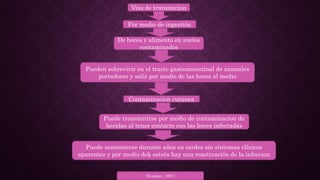 Vias de transmicion
Por medio de ingestión
De heces y alimento en suelos
contaminados
Pueden sobrevivir en el tracto gastrointestinal de animales
portadores y salir por medio de las heces al medio
Contaminacion cutanea
Puede transmitirse por medio de contaminacion de
heridas al tener contacto con las heces infectadas
Puede mantenerse durante años en cerdos sin síntomas clínicos
aparentes y por medio dek estrés hay una reactivación de la infeccion
(Scanlan, 1991)
 
