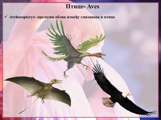 Птице- Aves
 Archaeopteryx- прелазни облик између гмизаваца и птица
 