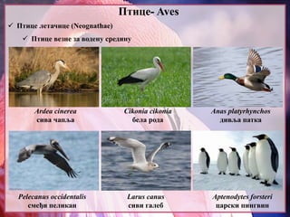 Птице- Aves
 Птице летачице (Neognathae)
 Птице везне за водену средину
Ardea cinerea
сива чапља
Cikonia cikonia
бела рода
Anas platyrhynchos
дивља патка
Pelecanus occidentalis
смеђи пеликан
Larus canus
сиви галеб
Aptenodytes forsteri
царски пингвин
 