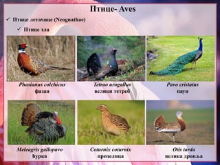 Птице- Aves
 Птице летачице (Neognathae)
 Птице тла
Phasianus colchicus
фазан
Tetrao urogallus
велики тетреб
Pavo cristatus
паун
Meleagris gallopavo
ћурка
Coturnix coturnix
препелица
Otis tarda
велика дропља
 