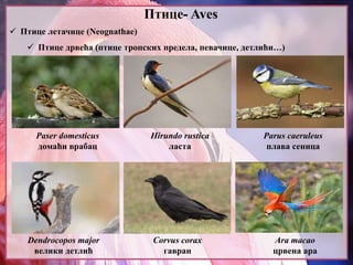 Птице- Aves
 Птице летачице (Neognathae)
 Птице дрвећа (птице тропских предела, певачице, детлићи…)
Paser domesticus
домаћи врабац
Hirundo rustica
ласта
Parus caeruleus
плава сеница
Dendrocopos major
велики детлић
Corvus corax
гавран
Ara macao
црвена ара
 