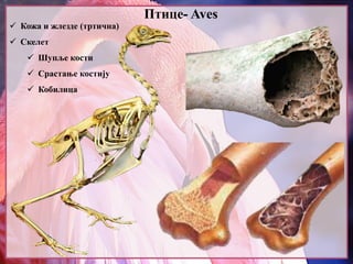 Птице- Aves
 Кожа и жлезде (тртична)
 Скелет
 Шупље кости
 Срастање костију
 Кобилица
 