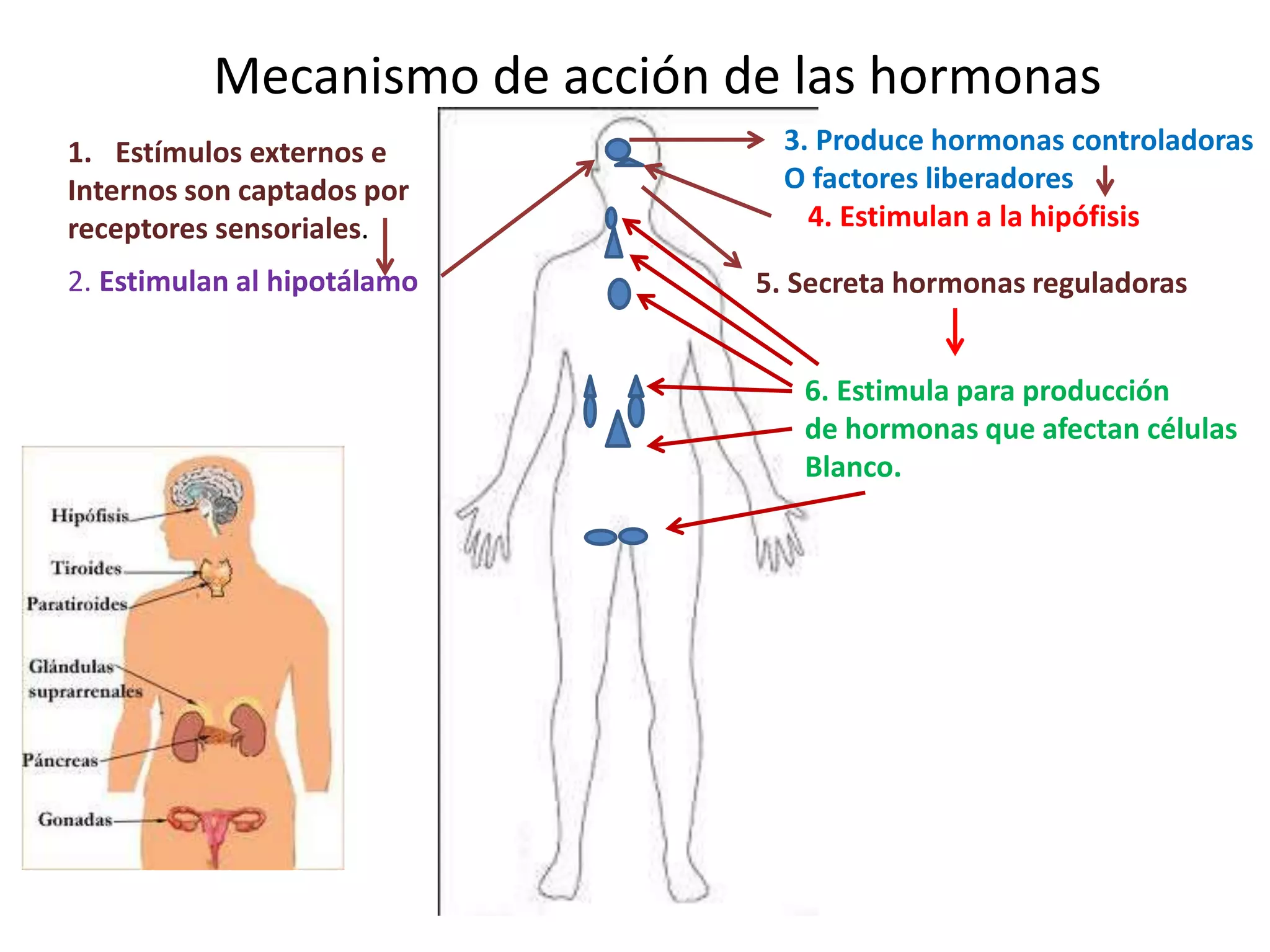 18. sistema endocrino | PPT