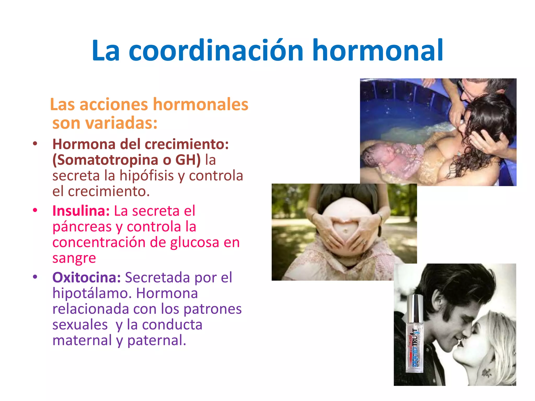 18. sistema endocrino | PPT