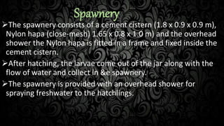 Spawnery
The spawnery consists of a cement cistern (1.8 x 0.9 x 0.9 m),
Nylon hapa (close-mesh) 1.65 x 0.8 x 1.0 m) and the overhead
shower the Nylon hapa is fitted in a frame and fixed inside the
cement cistern.
After hatching, the larvae come out of the jar along with the
flow of water and collect in &e spawnery.
The spawnery is provided with an overhead shower for
spraying freshwater to the hatchlings.
 