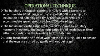 OPERATIONAL TECHNIQUE
The hatchery at Cuttack, consists of 40 jars with a capacity to
accommodate 20 lakh eggs at the rate of 50,000 in each jar, for
incubation and hatching at a time. The two spawneries can
accommodate spawn produced from 20 lakhs of eggs.
The Indian and exotic carps are induced to spawn by pituitary
hormone injections. The indigenous carps breed inside hapas fixed
either in ponds or in the breeding tank in hatchery.
During incubation the flow of water in the jars is regulated to ensure
that the eggs are stirred up gently without being split.
 