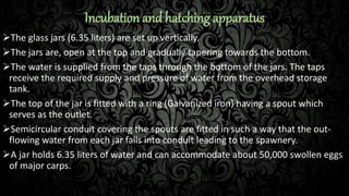 Incubation and hatching apparatus
The glass jars (6.35 liters) are set up vertically.
The jars are, open at the top and gradually tapering towards the bottom.
The water is supplied from the taps through the bottom of the jars. The taps
receive the required supply and pressure of water from the overhead storage
tank.
The top of the jar is fitted with a ring (Galvanized iron) having a spout which
serves as the outlet.
Semicircular conduit covering the spouts are fitted in such a way that the out-
flowing water from each jar falls into conduit leading to the spawnery.
A jar holds 6.35 liters of water and can accommodate about 50,000 swollen eggs
of major carps.
 