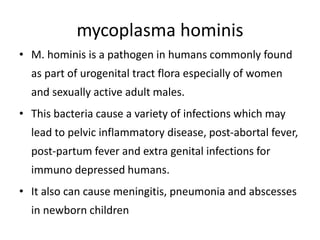 mycoplasma hominis
• M. hominis is a pathogen in humans commonly found
as part of urogenital tract flora especially of women
and sexually active adult males.
• This bacteria cause a variety of infections which may
lead to pelvic inflammatory disease, post-abortal fever,
post-partum fever and extra genital infections for
immuno depressed humans.
• It also can cause meningitis, pneumonia and abscesses
in newborn children
 