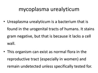 mycoplasma urealyticum
• Ureaplasma urealyticum is a bacterium that is
found in the urogenital tracts of humans. It stains
gram negative, but that is because it lacks a cell
wall.
• This organism can exist as normal flora in the
reproductive tract (especially in women) and
remain undetected unless specifically tested for.
 