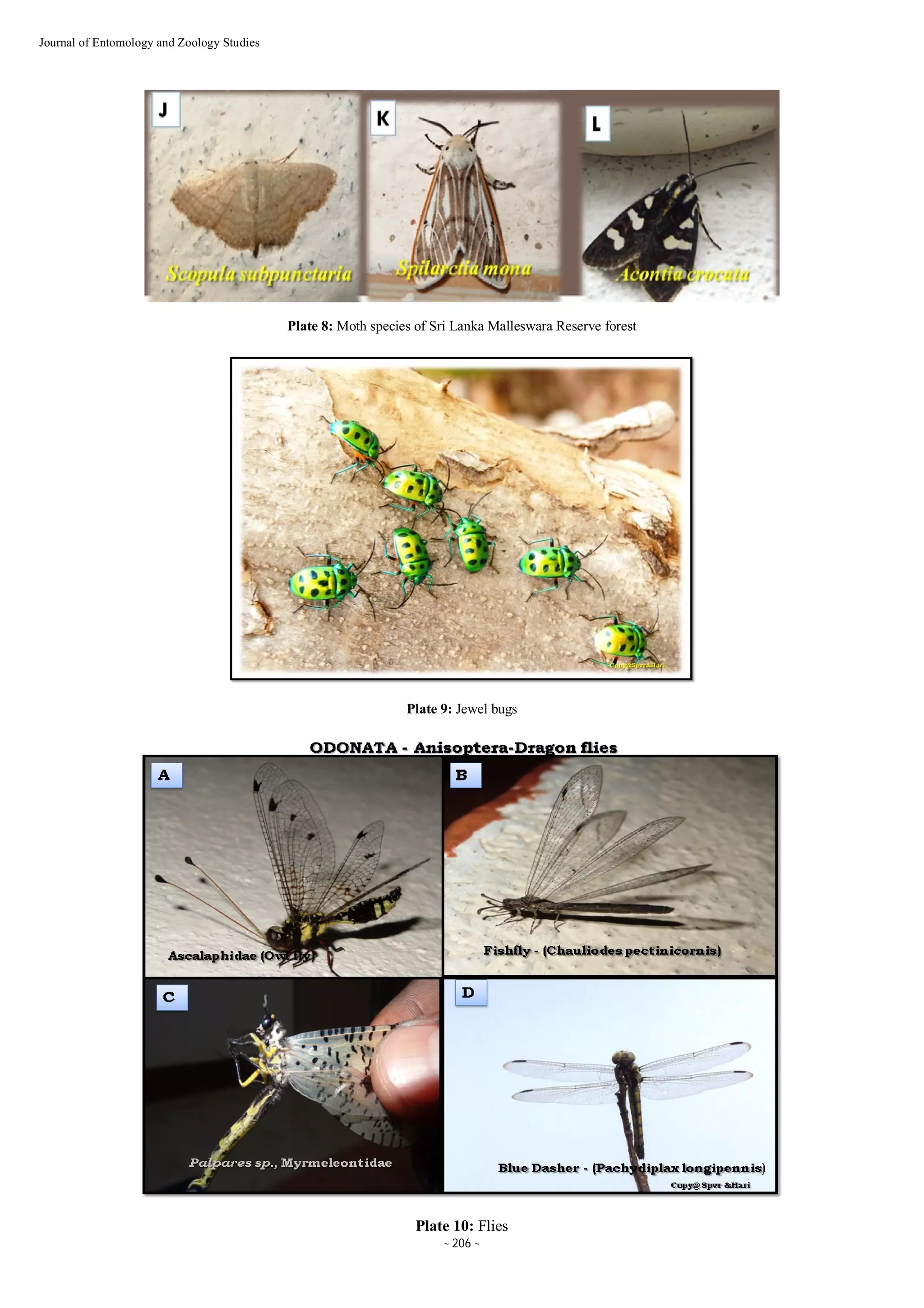 Insect diversity of Sri Lankamalleswara Reserve forest in the Eastern ...