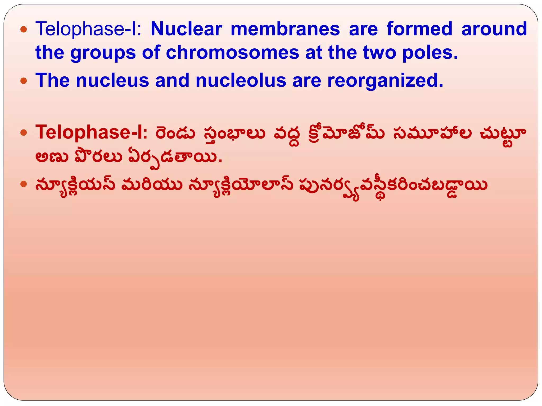  Telophase-I: Nuclear membranes are formed around
the groups of chromosomes at the two poles.
 The nucleus and nucleolus are reorganized.
 Telophase-I: ర్ెిండు సిింభాలు వదద కోీమోజోమ్స సమూహాల చ్టరట
అణు ప్ర రలు ఏరపడతాయి.
 నయయకరోయస్ మర్యు నయయకరోయోలాస్ పునరాయవసరథకర్ించబడాడ యి
 