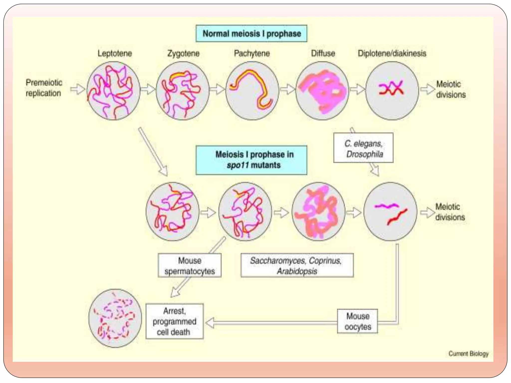 Meiosis