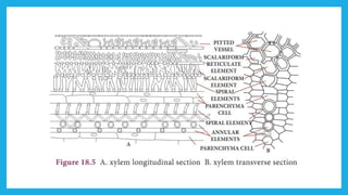 18. Pedagogy of Biological Science (Part II ) - Organisation of tissues