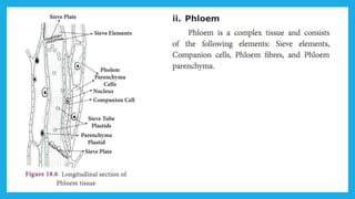 18. Pedagogy of Biological Science (Part II ) - Organisation of tissues