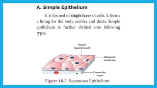 18. Pedagogy of Biological Science (Part II ) - Organisation of tissues