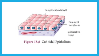 18. Pedagogy of Biological Science (Part II ) - Organisation of tissues