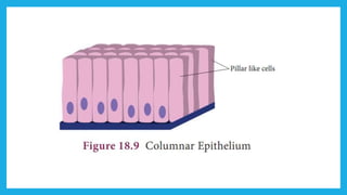 18. Pedagogy of Biological Science (Part II ) - Organisation of tissues