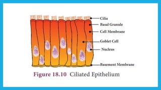 18. Pedagogy of Biological Science (Part II ) - Organisation of tissues