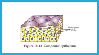 18. Pedagogy of Biological Science (Part II ) - Organisation of tissues