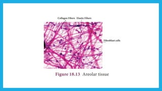 18. Pedagogy of Biological Science (Part II ) - Organisation of tissues