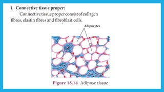 18. Pedagogy of Biological Science (Part II ) - Organisation of tissues
