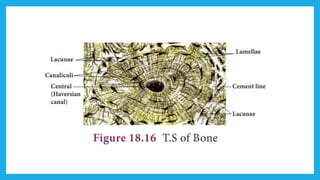 18. Pedagogy of Biological Science (Part II ) - Organisation of tissues