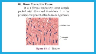 18. Pedagogy of Biological Science (Part II ) - Organisation of tissues