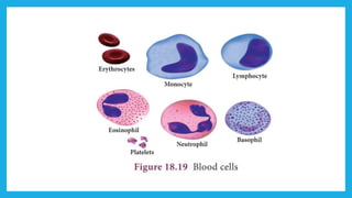 18. Pedagogy of Biological Science (Part II ) - Organisation of tissues