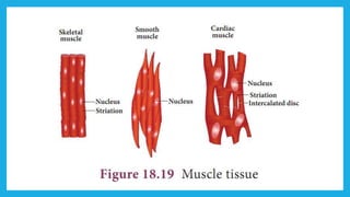 18. Pedagogy of Biological Science (Part II ) - Organisation of tissues