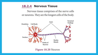 18. Pedagogy of Biological Science (Part II ) - Organisation of tissues