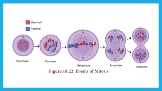 18. Pedagogy of Biological Science (Part II ) - Organisation of tissues