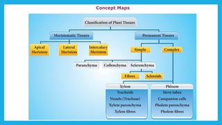 18. Pedagogy of Biological Science (Part II ) - Organisation of tissues