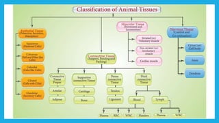 18. Pedagogy of Biological Science (Part II ) - Organisation of tissues