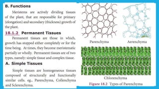18. Pedagogy of Biological Science (Part II ) - Organisation of tissues