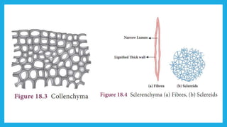 18. Pedagogy of Biological Science (Part II ) - Organisation of tissues