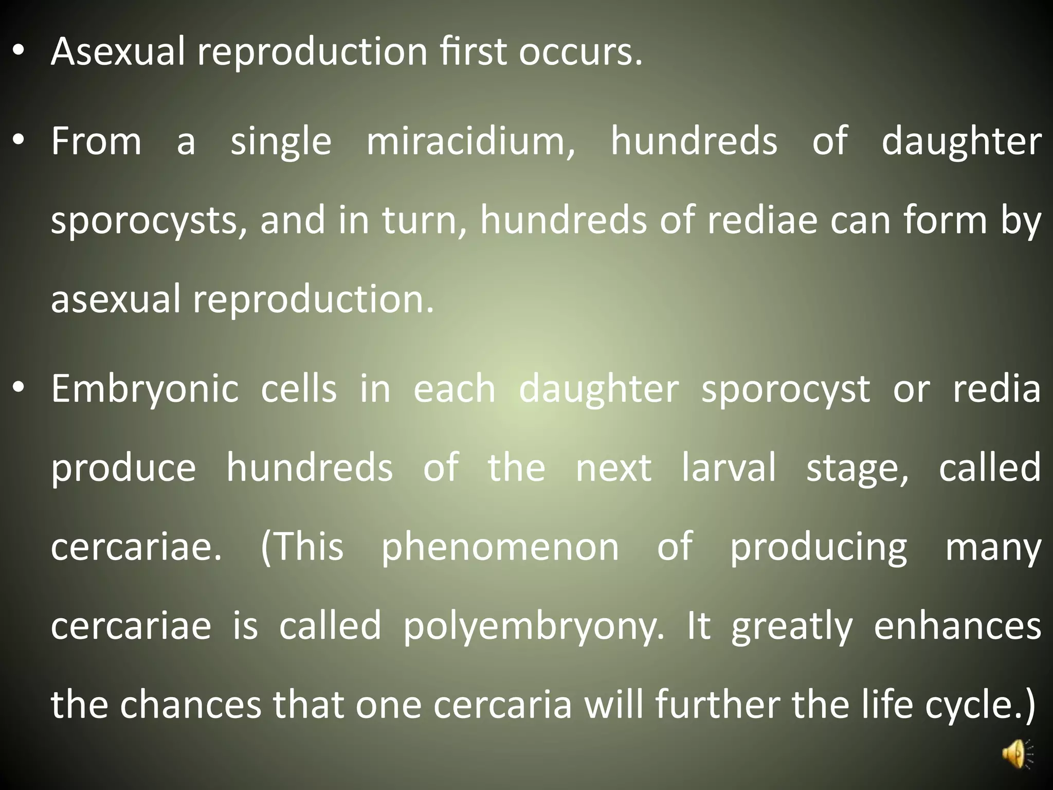 • Asexual reproduction ﬁrst occurs.
• From a single miracidium, hundreds of daughter
sporocysts, and in turn, hundreds of rediae can form by
asexual reproduction.
• Embryonic cells in each daughter sporocyst or redia
produce hundreds of the next larval stage, called
cercariae. (This phenomenon of producing many
cercariae is called polyembryony. It greatly enhances
the chances that one cercaria will further the life cycle.)
 