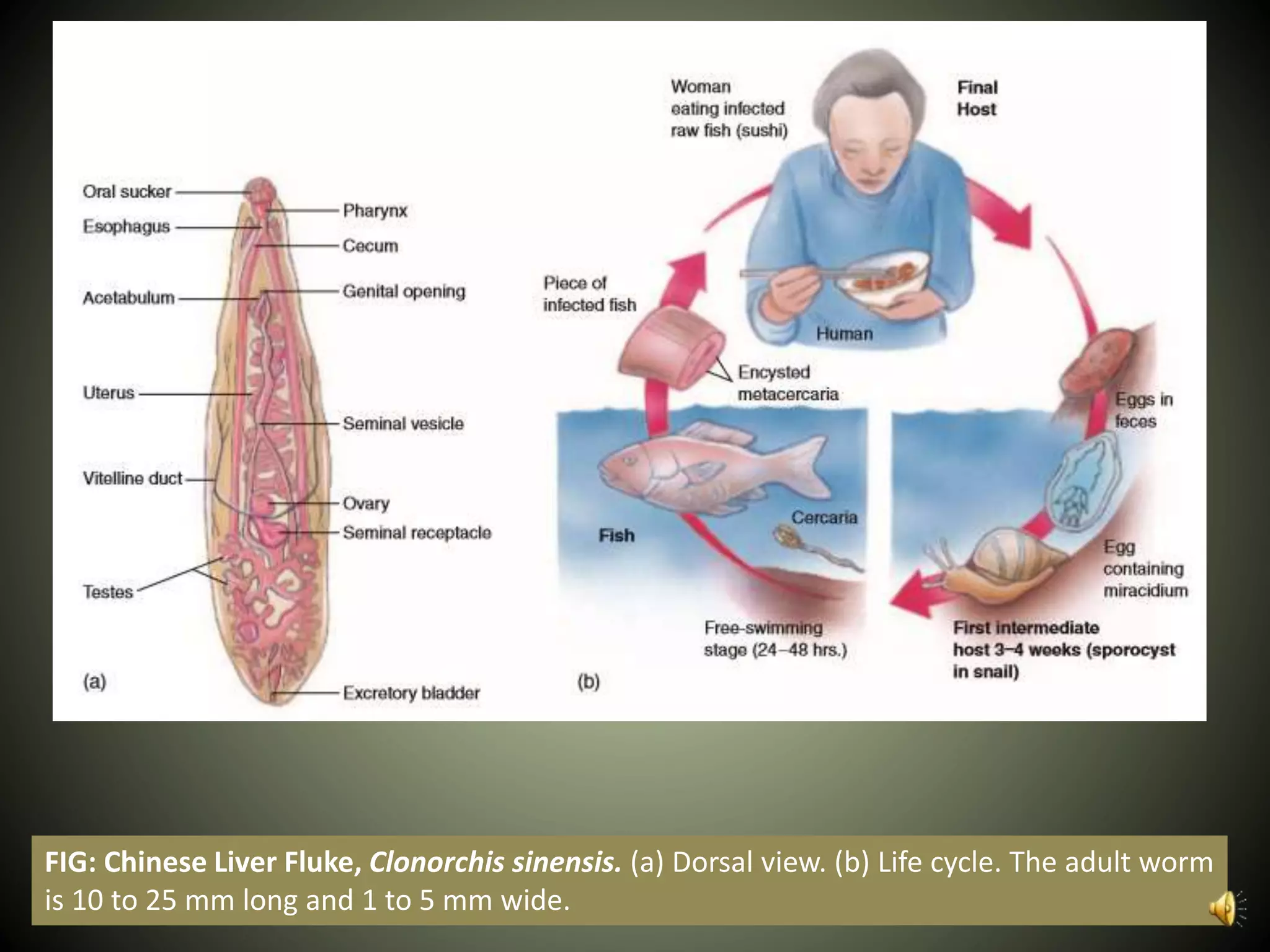 FIG: Chinese Liver Fluke, Clonorchis sinensis. (a) Dorsal view. (b) Life cycle. The adult worm
is 10 to 25 mm long and 1 to 5 mm wide.
 