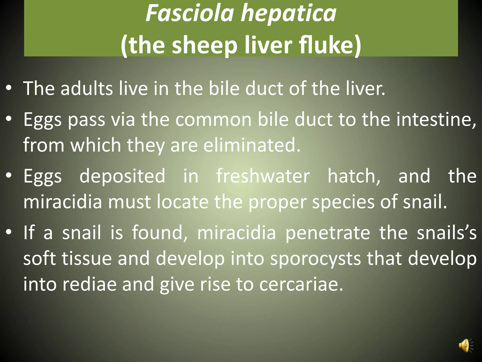 Fasciola hepatica
(the sheep liver ﬂuke)
• The adults live in the bile duct of the liver.
• Eggs pass via the common bile duct to the intestine,
from which they are eliminated.
• Eggs deposited in freshwater hatch, and the
miracidia must locate the proper species of snail.
• If a snail is found, miracidia penetrate the snails’s
soft tissue and develop into sporocysts that develop
into rediae and give rise to cercariae.
 