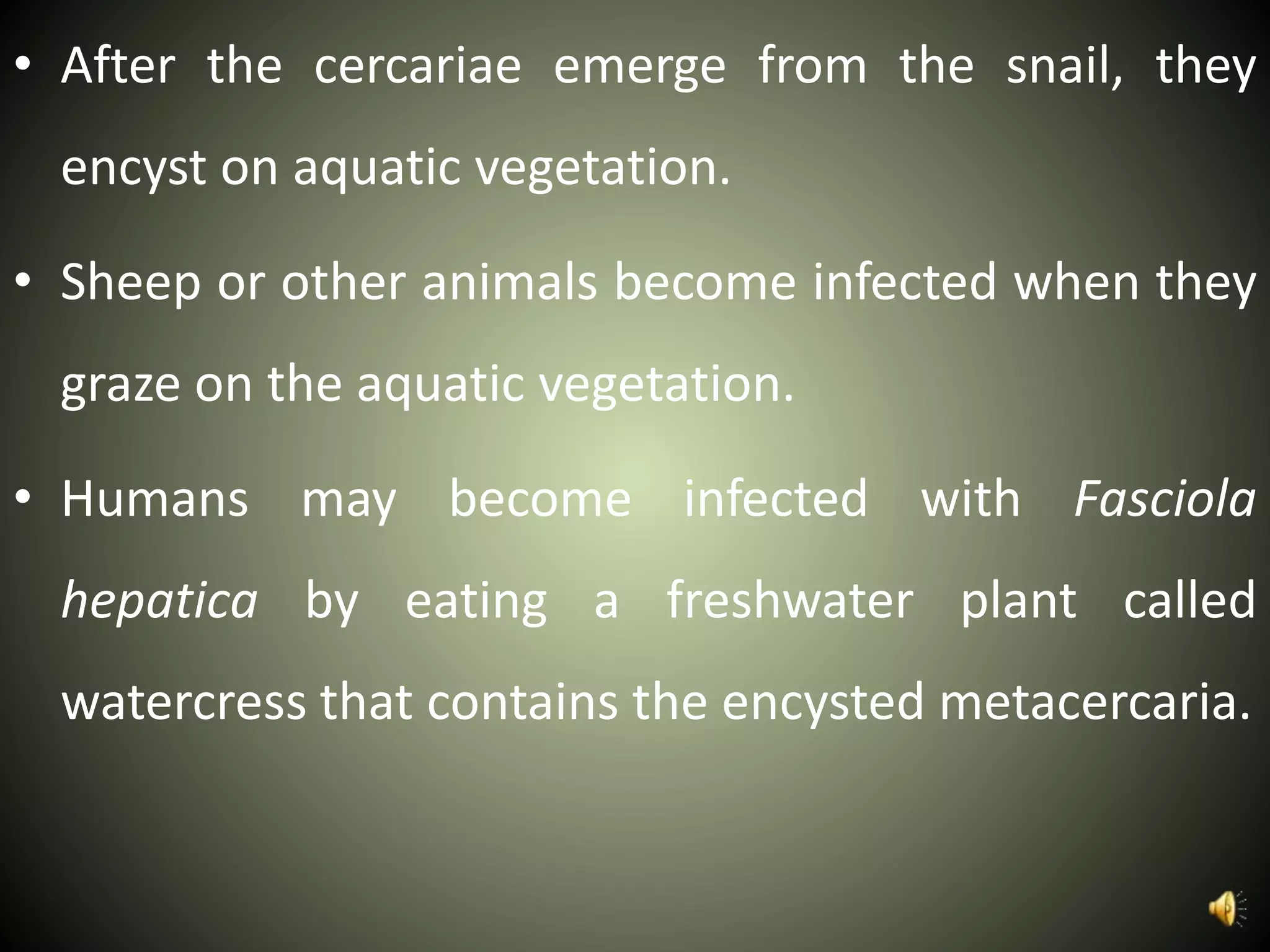 • After the cercariae emerge from the snail, they
encyst on aquatic vegetation.
• Sheep or other animals become infected when they
graze on the aquatic vegetation.
• Humans may become infected with Fasciola
hepatica by eating a freshwater plant called
watercress that contains the encysted metacercaria.
 